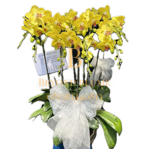 Orchid Yellow B