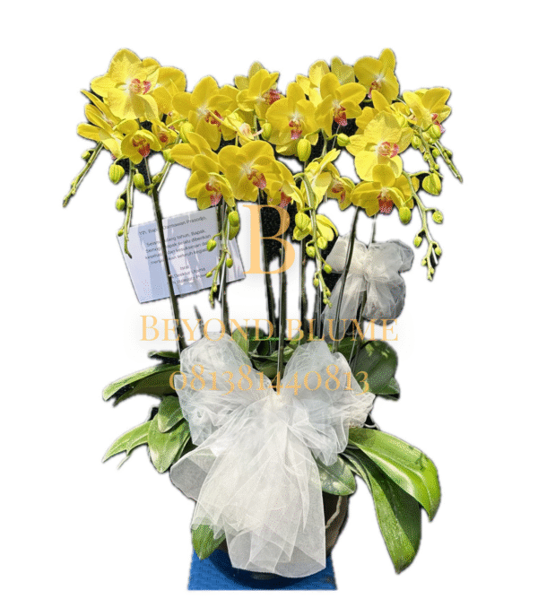 Orchid Yellow B