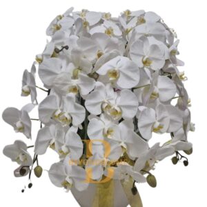 Orchid White Snowy 8 Plant