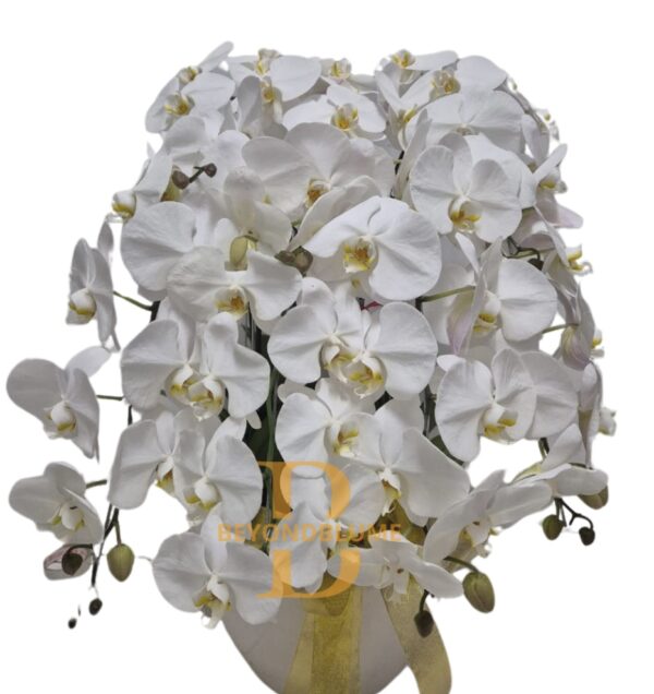 Orchid White Snowy 8 Plant