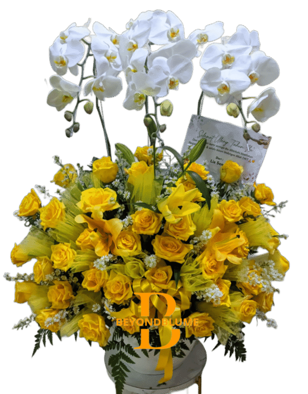 Anggrek Bulan Luxury